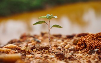 Wir pflanzen 12.000 Bäume in Ratingen und Stolberg - Aufforstungsprojekt als Generationenvertrag 